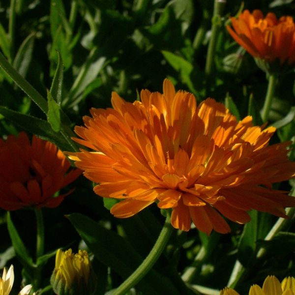 Calendula (Calendula officinalis) Macerated Oil