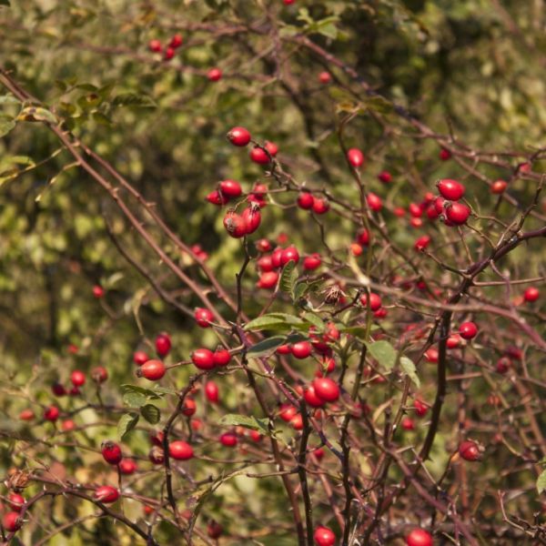 Rose Hip (Rosa rubiginosa) Virgin Plant Oil