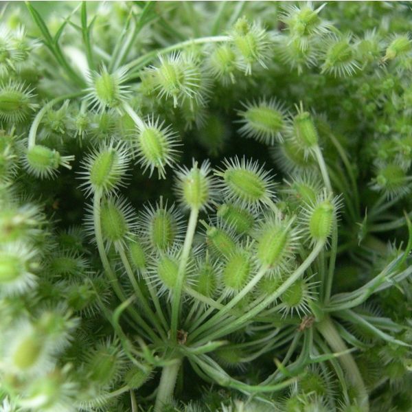 Wild Carrot seed (Daucus carota) Hydrosol