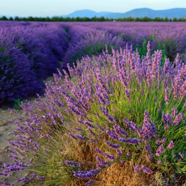 True Lavender (Lavandula angustifolia) Essential Oil