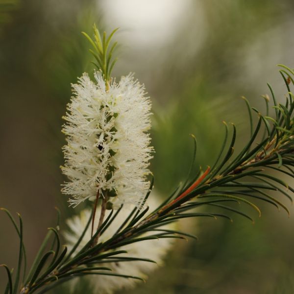 Tea Tree, (Melaleuca alternifolia) Essential Oil