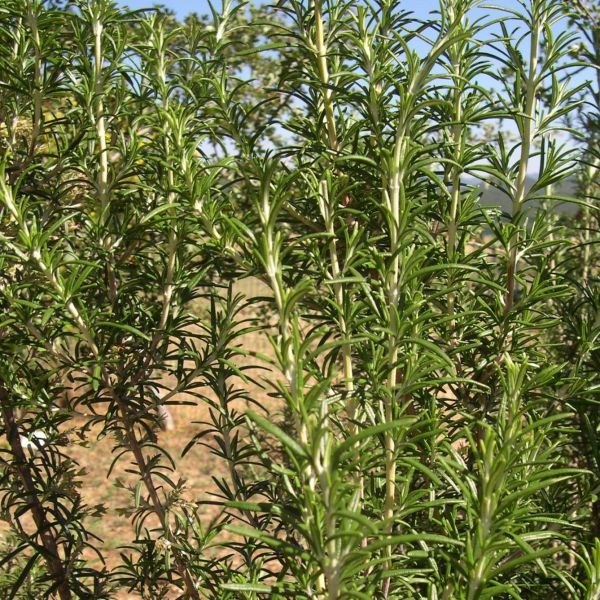 Rosemary ct. Camphor (Rosmarinus officinalis) Essential Oil