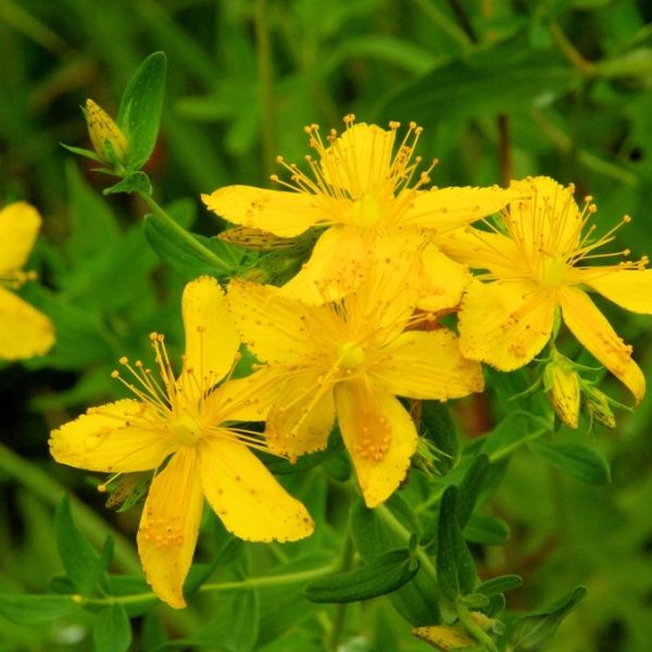 St. John's-wort (Hypericum perforatum) Essential Oil