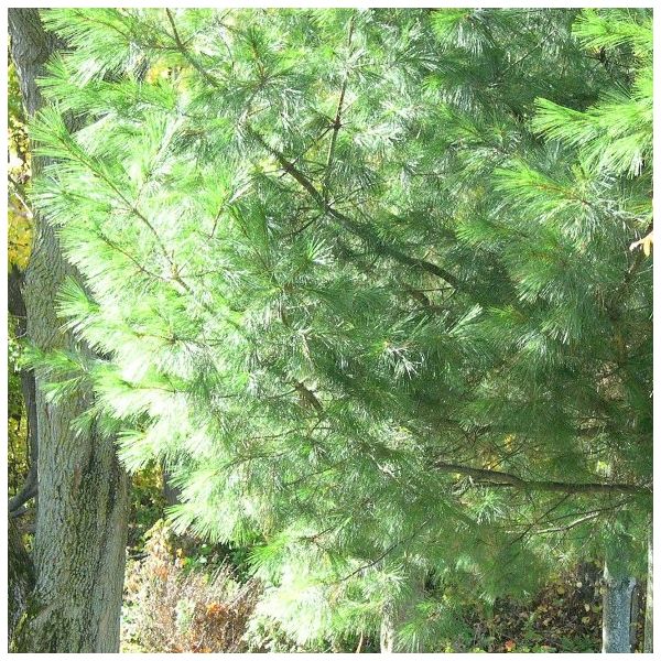 White Pine (Pinus strobus) Essential Oil