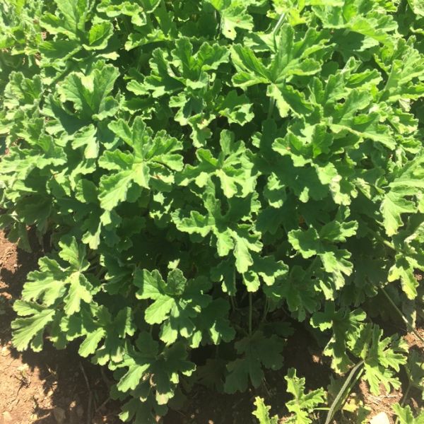 Geranium Bourbon (Pelargonium x asperum) Essential Oil