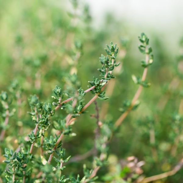 Thyme ct. Thymol (Thymus vulgaris) Essential Oil