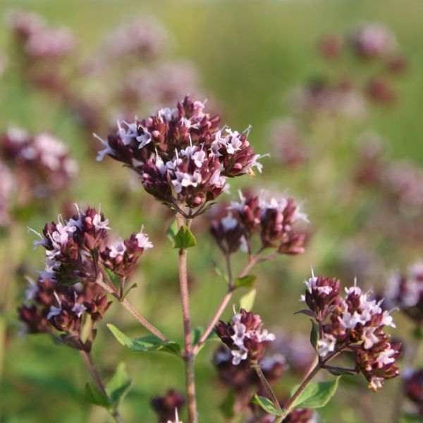 Oregano Compactum (Origanum compactum) Essential Oil