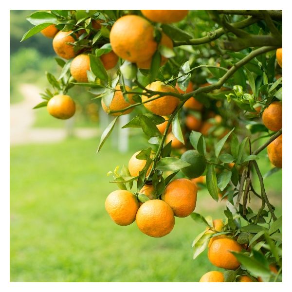 Sweet Orange Zest (Citrus sinensis) Essential Oil