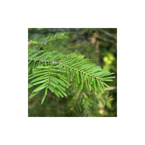 Balsam Fir (Abies balsamea) Hydrosol - Hydrosols