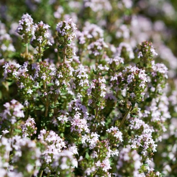 Thyme ct. Linalool (Thymus vulgaris) Essential Oil