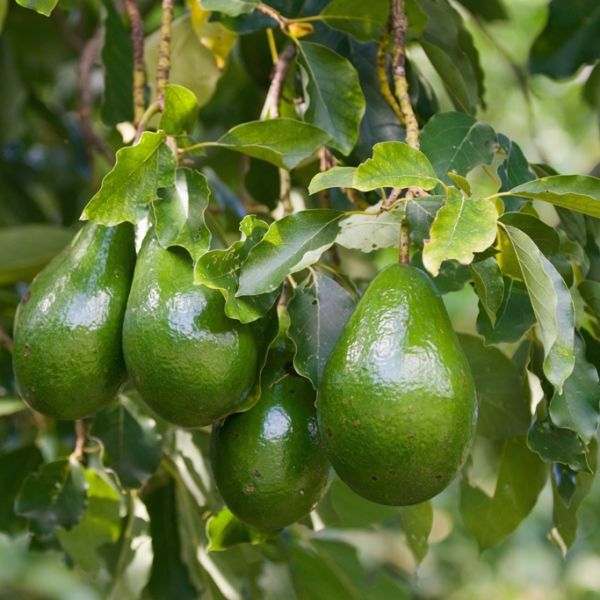 Avocado (Persea americana) Virgin Plant Oil