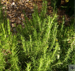 Rosemary ct. 1,8-Cineol (Rosmarinus officinalis) Essential Oil