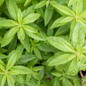 Lemon Verbena (Lippia citriodora) Essential Oil