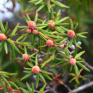 Labrador Tea (Ledum groenlandicum) Essential Oil