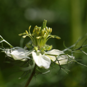 Black cumin (Nigella sativa) Virgin Plant Oil