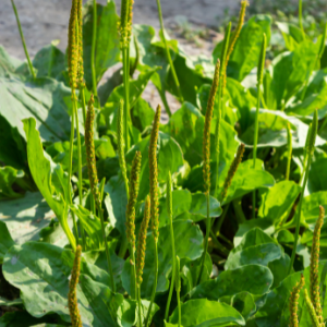 Plantain (Plantago major) Macerated Oil