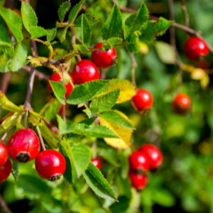 Rose Hip (Rosa rubiginosa) Virgin Plant Oil