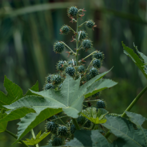 Castor (Ricinus communis) Plant Oil