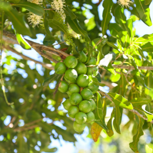 Macadamia (Macadamia tetraphylla) Virgin Plant Oil