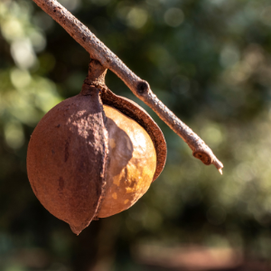 Macadamia (Macadamia tetraphylla) Virgin Plant Oil