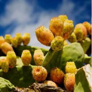 Prickly Pear (Opuntia ficus indica) Virgin Plant Oil