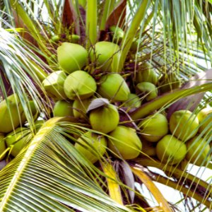 Coconut (Cocos nucifera) Plant Butter