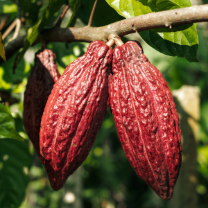 Cocoa (Theobroma cacao) Plant Butter