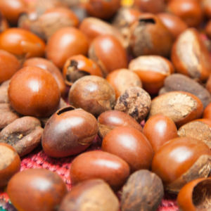 Shea Tree (Vitellaria) (Butyrospermum parkii) Plant Butter