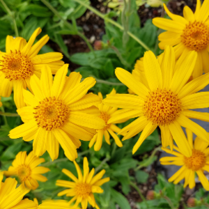 Arnica (Arnica montana) Macerated Oil