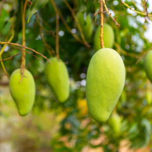 Mango (Mangifera indica) Plant Butter