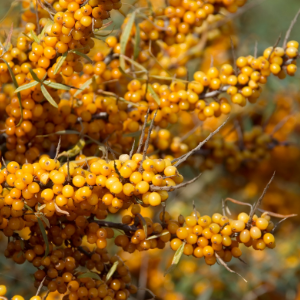 Sea Buckthorn Seed (Hippophae rhamnoides), Quebec