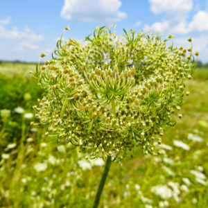 Wild Carrot seed (Daucus carota) Hydrosol