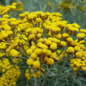 Helichrysum, Italian (Helichrysum italicum) Hydrosol