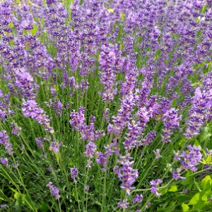 Lavender Officinalis (Lavandula officinalis) Hydrosol