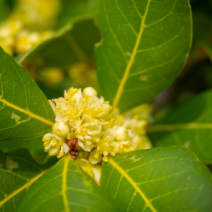 Laurel noble (Laurus nobilis) Hydrosol