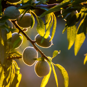 Sweet Almond (Prunus dulcis) Virgin Plant Oil