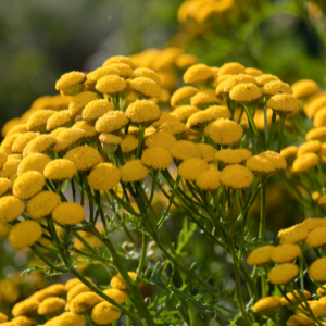 Tansy (Tanacetum vulgare) Hydrosol