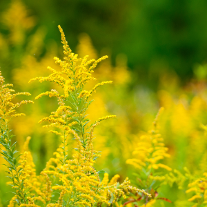 Goldenrod (Solidago canadensis) Hydrosol