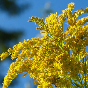 Goldenrod (Solidago canadensis) Hydrosol