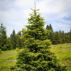 White Spruce (Picea glauca) Hydrosol