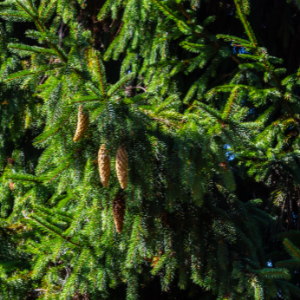 White Spruce (Picea glauca) Hydrosol