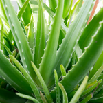 Aloe vera, Pure Gel, Organic - Body Care - Natural Care