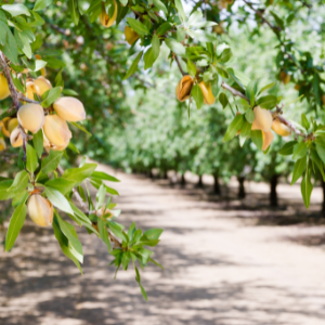 Sweet Almond (Prunus dulcis) Virgin Plant Oil