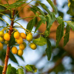 Neem (Azadirachta indica) Virgin Plant Oil