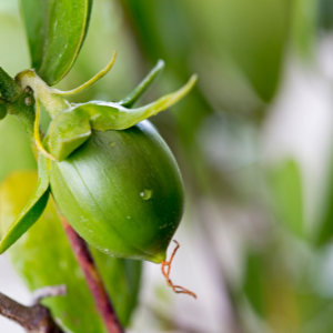 Jojoba (Simmondsia chinensis) Cold Pressed Oil