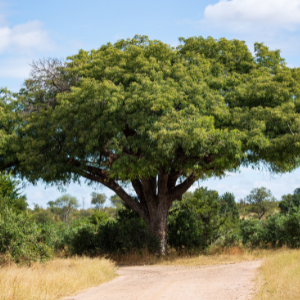 Marula (Sclerocarya birrea) Vegetable oil