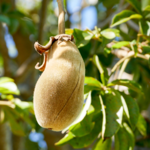 Baobab (Adansonia digitata) Plant Oil