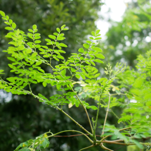 Moringa (Moringa oleifera) Vegetable oil