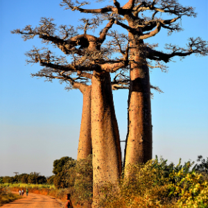 Baobab (Adansonia digitata) Plant Oil