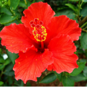 Hibiscus (Hibiscus sabdariffa) Carrier Oil